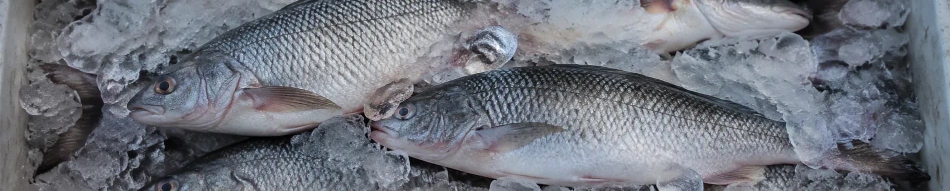 ماهی تازه